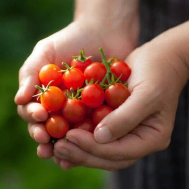 Small Fry Tomato Hybrid Vegetable Garden Planting Tomatoe Grow 50 seeds