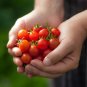 Small Fry Tomato Hybrid Vegetable Garden Planting Tomatoe Grow 50 seeds