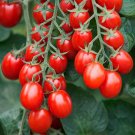 Seminis Grape 9137 Tomato Hybrid Vegetable Garden Planting Tomatoe Grow 50 seeds