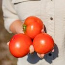Red Star Tomato Hybrid Vegetable Garden Planting Tomatoe Grow 50 seeds