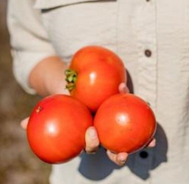 Red Star Tomato Hybrid Vegetable Garden Planting Tomatoe Grow 50 seeds