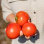 Red Star Tomato Hybrid Vegetable Garden Planting Tomatoe Grow 50 seeds