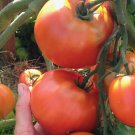 Red Rocket Tomato Hybrid Vegetable Garden Planting Tomatoe Grow 50 seeds