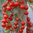 Red Cherry Tomato Hybrid Vegetable Garden Planting Tomatoe Easy To Grow 50 seeds