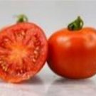 Quimbaya Tomato Hybrid Vegetable Garden 50+ seeds