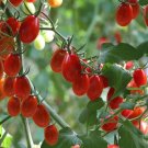 Power Pops Tomato Hybrid Vegetable Garden 50+ seeds