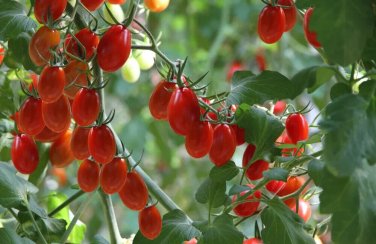Power Pops Tomato Hybrid Vegetable Garden 50+ seeds
