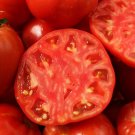 Porterhouse Tomato Hybrid Vegetable Garden 50+ seeds