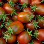 Plum Regal Tomato Hybrid Vegetable Garden 50+ seeds