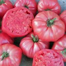 Pink Wonder Tomato Hybrid Vegetable Garden 50+ seeds