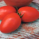 Picus Tomato Hybrid Vegetable Garden 50+ seeds