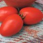 Picus Tomato Hybrid Vegetable Garden 50+ seeds
