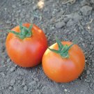 Pamella Tomato Hybrid Vegetable Garden 50+ seeds