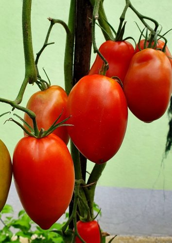 Olivade Tomato Hybrid Vegetable Garden 50+ seeds