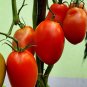 Olivade Tomato Hybrid Vegetable Garden 50+ seeds