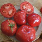 Nectarine Tomato Hybrid Vegetable Garden 50+ seeds