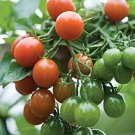 Napa Grape Tomato Hybrid Vegetable Garden 50+ seeds
