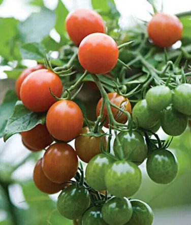 Napa Grape Tomato Hybrid Vegetable Garden 50+ seeds