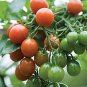 Napa Grape Tomato Hybrid Vegetable Garden 50+ seeds
