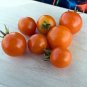 Monarch Tomato Hybrid Vegetable Garden 50+ seeds