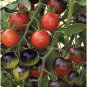 Midnight Snack Tomato Hybrid Vegetable Garden 50+ seeds
