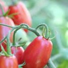 Mighty Sweet Tomato Hybrid Vegetable Garden 50+ seeds