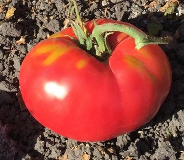 Martin Tomato Hybrid Vegetable Garden 50+ seeds
