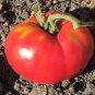 Martin Tomato Hybrid Vegetable Garden 50+ seeds