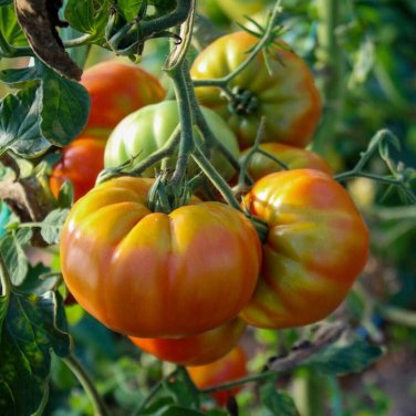 Manyel Tomato Hybrid Vegetable Garden 50+ seeds