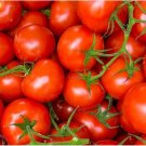 Maglia Rosa Tomato Hybrid Vegetable Garden 50+ seeds