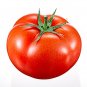 Legend Tomato Hybrid Vegetable Garden 50+ seeds