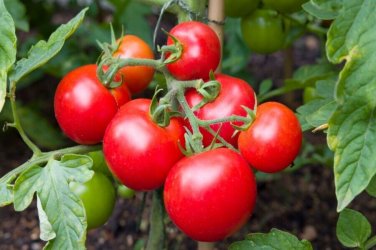Ladybug Tomato Hybrid Vegetable Garden 50+ seeds