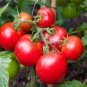 Ladybug Tomato Hybrid Vegetable Garden 50+ seeds