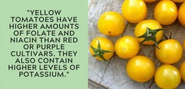 Italian Ice Tomato Hybrid Vegetable Garden 50+ seeds