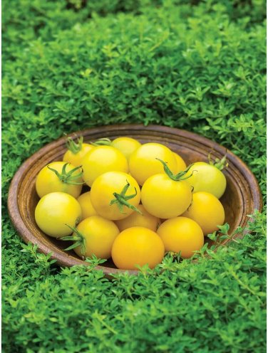 Honey Delight Tomato Juicy Vegetable Easy Growing Garden Tomatoe 50+ seeds