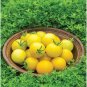Honey Delight Tomato Juicy Vegetable Easy Growing Garden Tomatoe 50+ seeds