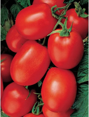 Health Kick Tomato Juicy Vegetable Easy Growing Garden Tomatoe 50+ seeds