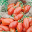 Hy-Brix Tomato Juicy Vegetable Easy Growing Garden Tomatoe 50+ seeds