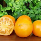 Husky Gold Tomato Juicy Vegetable Easy Growing Garden Tomatoe 50+ seeds