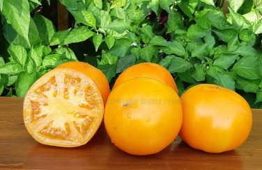 Husky Gold Tomato Juicy Vegetable Easy Growing Garden Tomatoe 50+ seeds