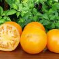 Husky Gold Tomato Juicy Vegetable Easy Growing Garden Tomatoe 50+ seeds