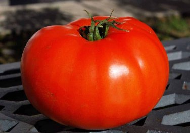 Holland Tomato Juicy Vegetable Easy Growing Garden Tomatoe 50+ seeds