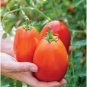 Gladiator Tomato Juicy Vegetable Easy Growing Garden Tomatoe 50+ seeds
