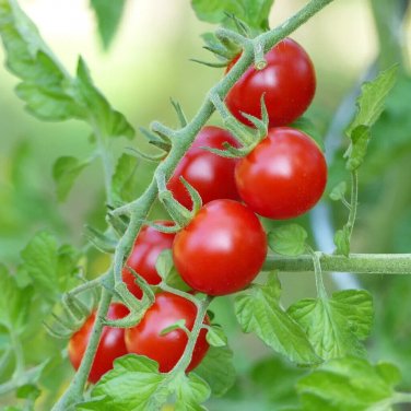 Gum Drop Tomato Juicy Vegetable Easy Growing Garden Tomatoe 50+ seeds