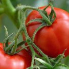 Gremlin Tomato Juicy Vegetable Easy Growing Garden Tomatoe 50+ seeds