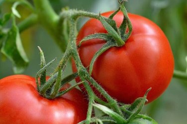 Gremlin Tomato Juicy Vegetable Easy Growing Garden Tomatoe 50+ seeds