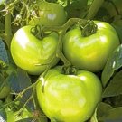 Granny Smith Tomato Juicy Vegetable Easy Growing Garden Tomatoe 50+ seeds