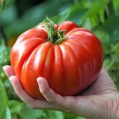 Grandma'S Pick Tomato Juicy Vegetable Easy Growing Garden Tomatoe 50+ seeds