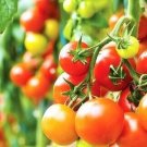 Goldie Tomato Juicy Vegetable  Tomatoe 50+ seeds
