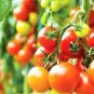 Goldie Tomato Juicy Vegetable  Tomatoe 50+ seeds